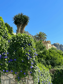Palmen in Nizza im Jahr 2023